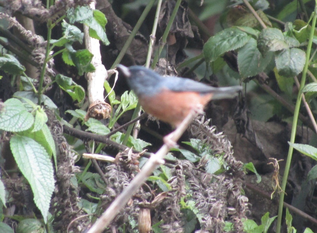 Cinnamon-bellied Flowerpiercer - ML619739800