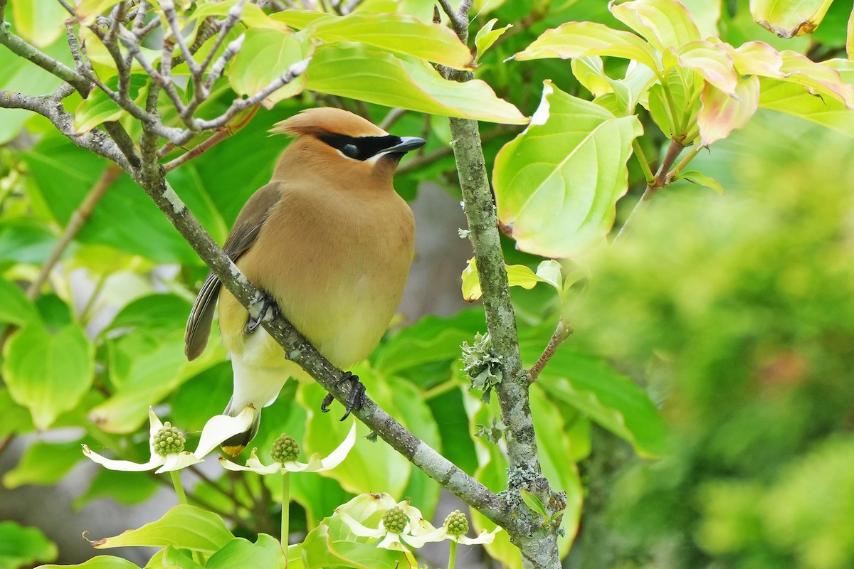 Cedar Waxwing - ML619739877