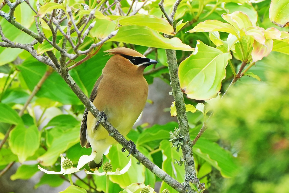 Cedar Waxwing - ML619739878