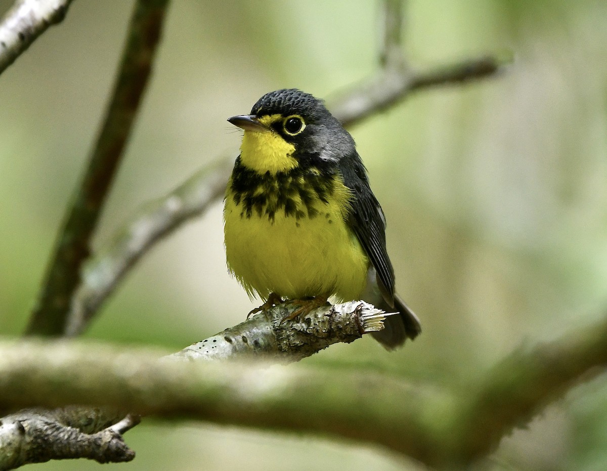 Canada Warbler - ML619739880