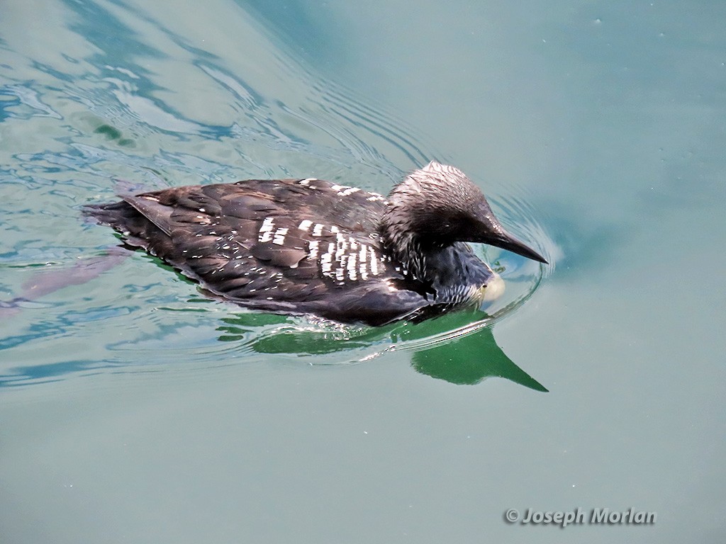 Pacific Loon - ML619739885