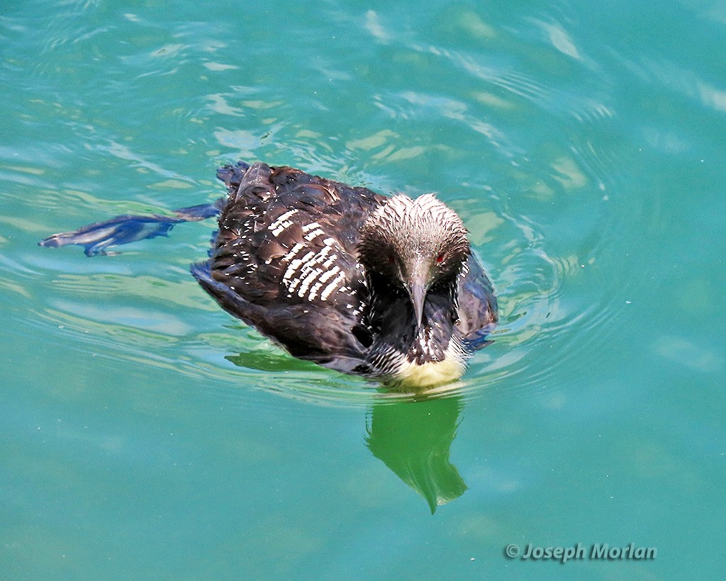 Pacific Loon - ML619739886