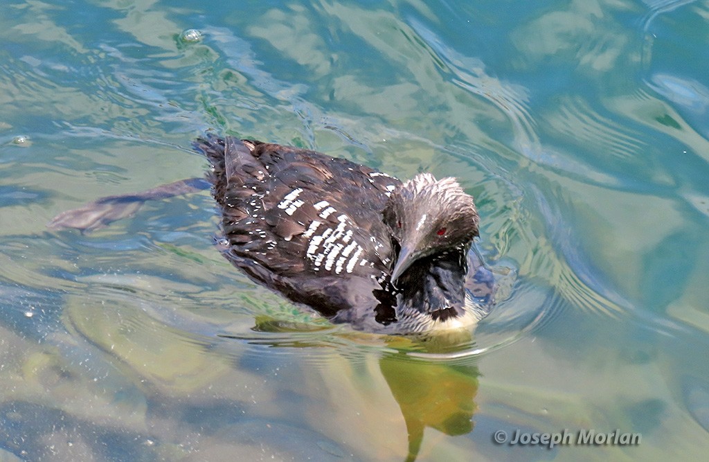 Pacific Loon - ML619739887