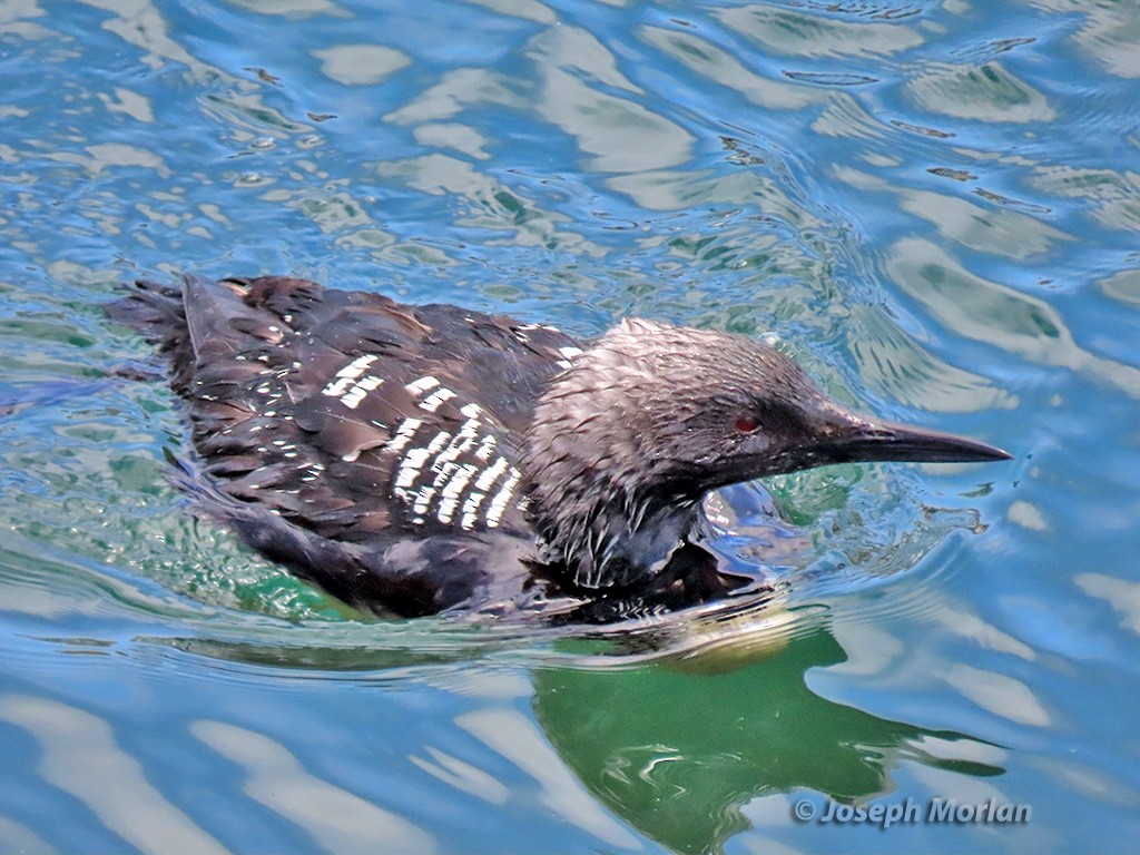 Pacific Loon - ML619739888