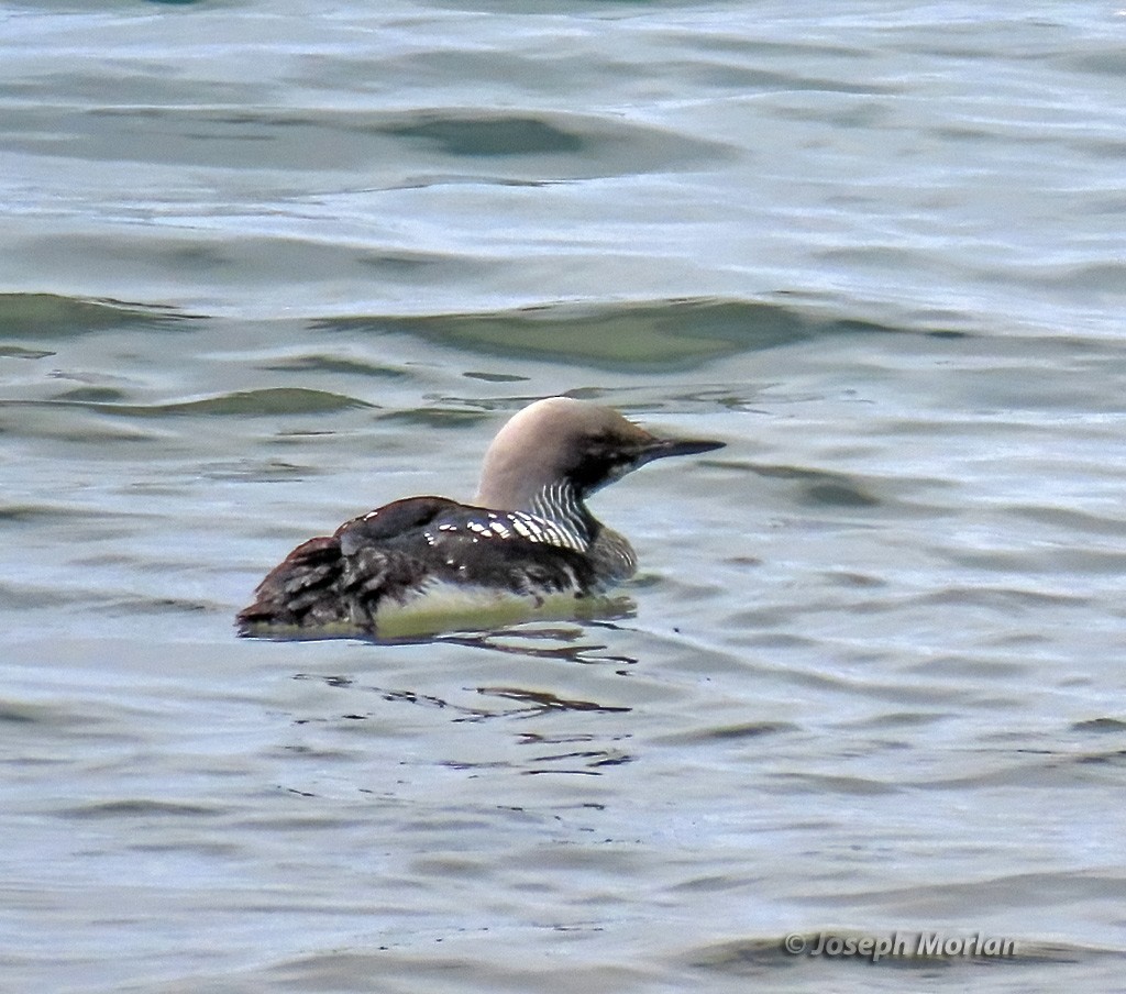 Pacific Loon - ML619739889