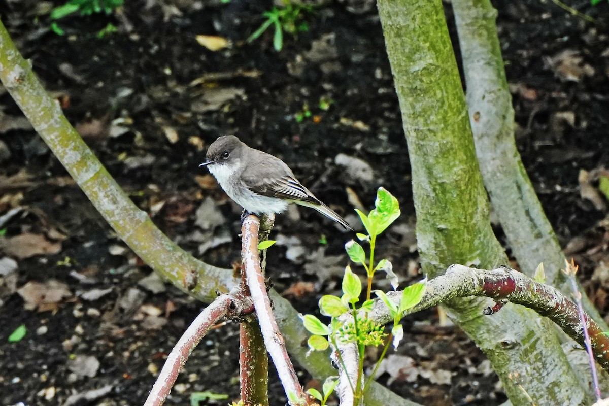 Eastern Phoebe - ML619739891