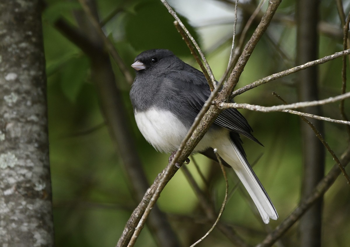 Dark-eyed Junco - ML619739899