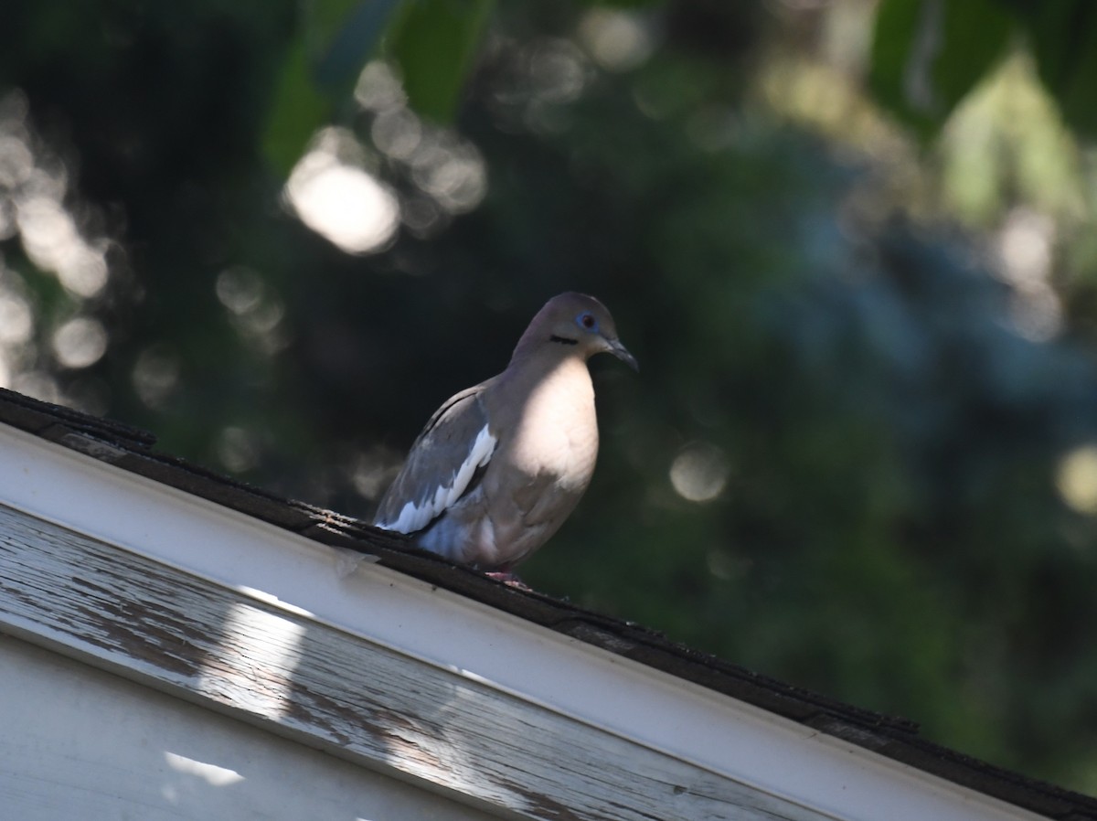 White-winged Dove - ML619739919