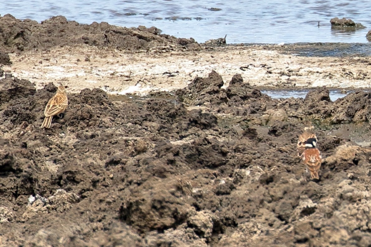 Chestnut-backed Sparrow-Lark - ML619739935