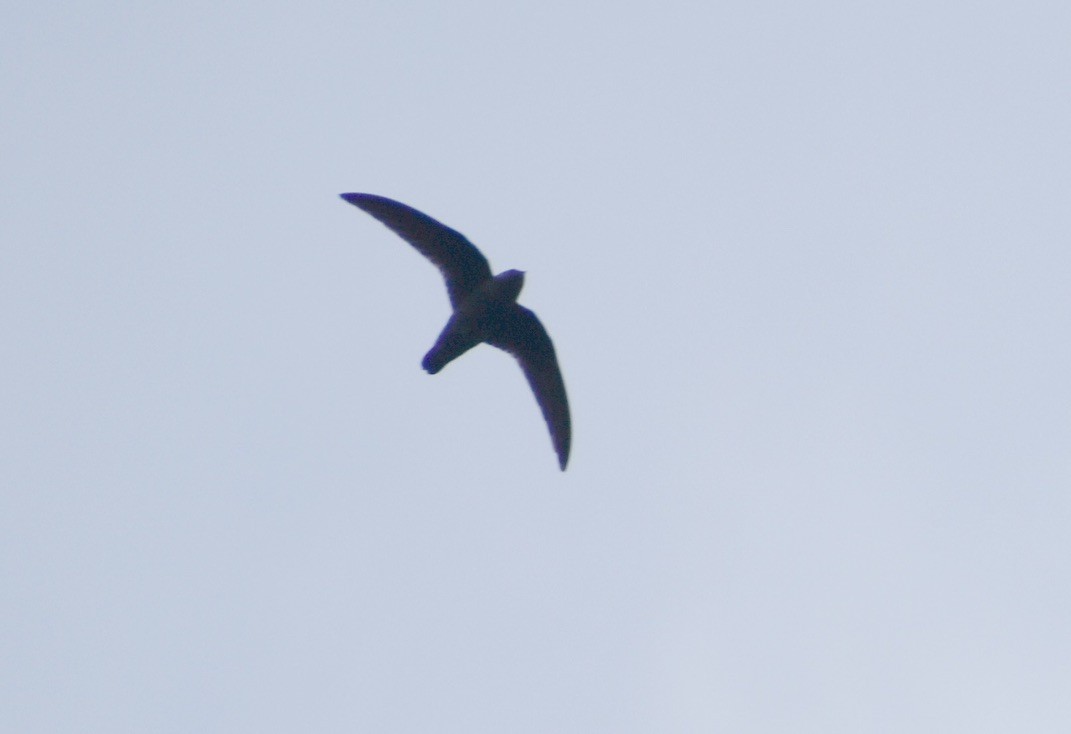 Chestnut-collared Swift - ML619739949