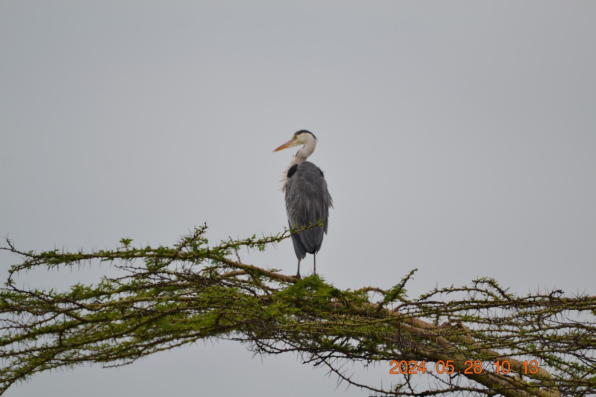 Gray Heron - ML619739952