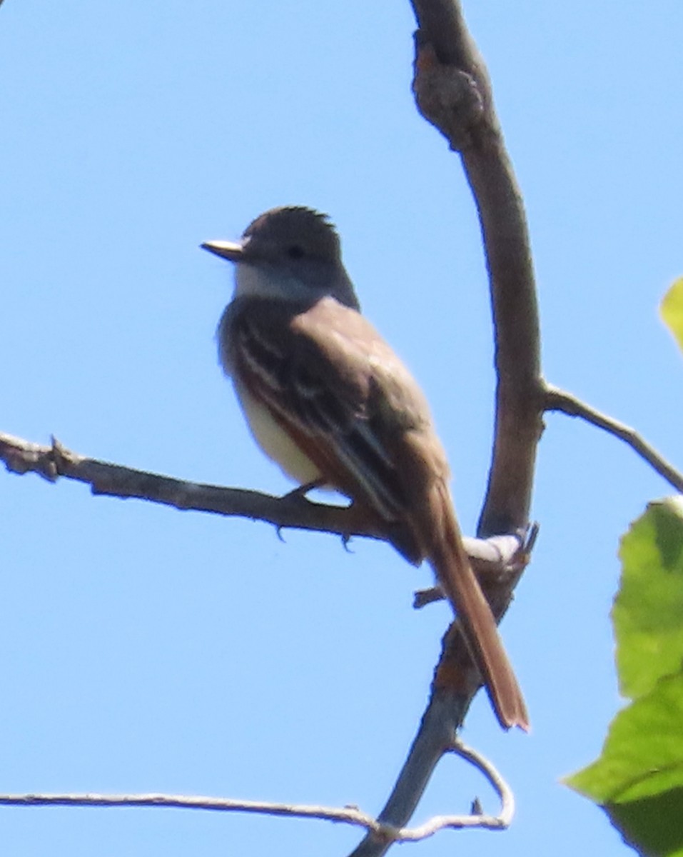 Ash-throated Flycatcher - ML619739957