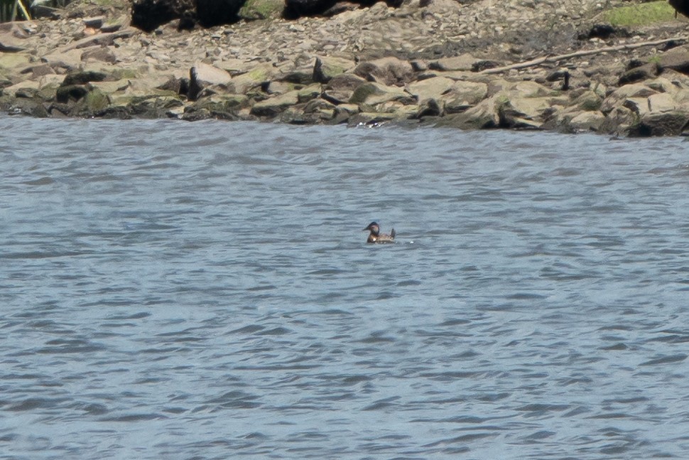 Ruddy Duck - ML619740040