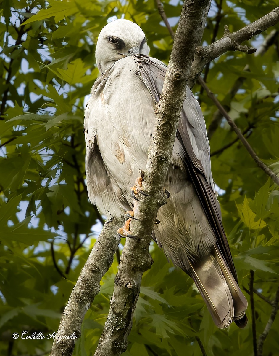 Mississippi Kite - ML619740092