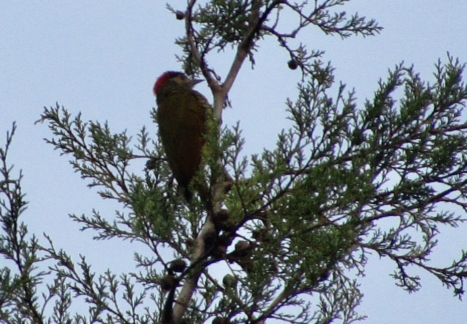 Golden-olive Woodpecker - ML619740120