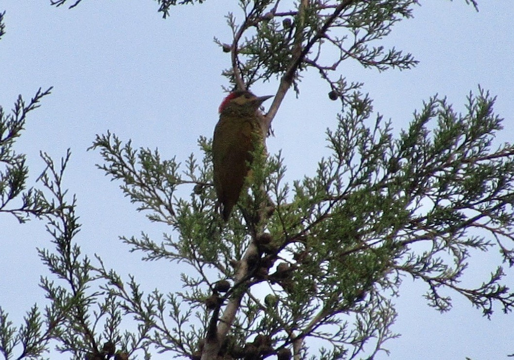 Golden-olive Woodpecker - ML619740121