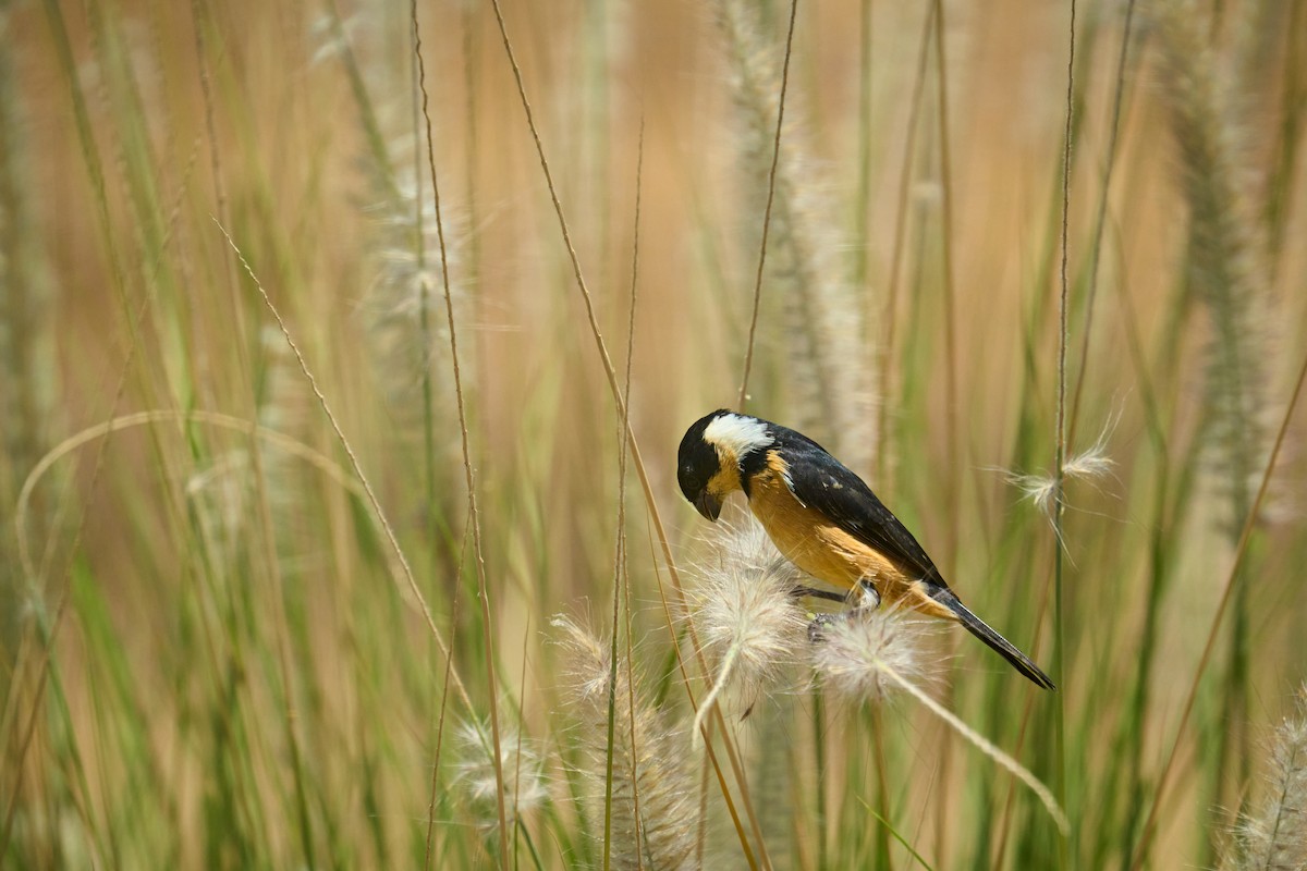 Cinnamon-rumped Seedeater - ML619740134