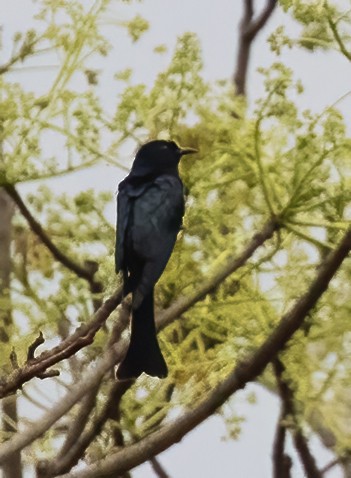 Square-tailed Drongo-Cuckoo - ML619740138