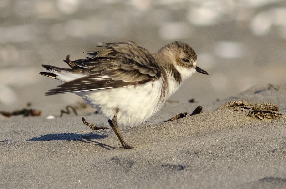 Two-banded Plover - Ximena Carramiñana Collado