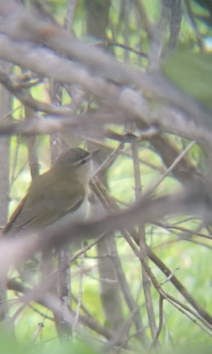 Red-eyed Vireo - ML619740148