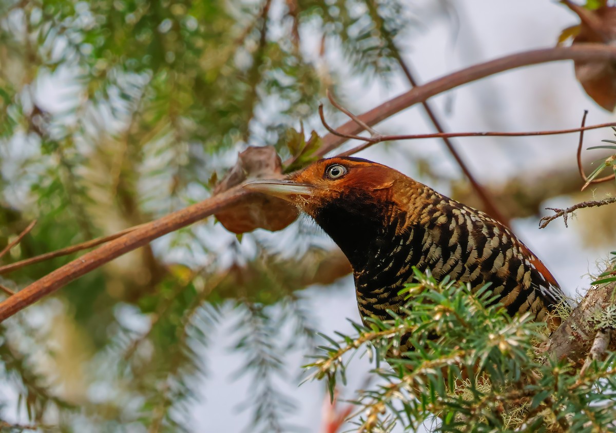 Spotted Laughingthrush - ML619740162