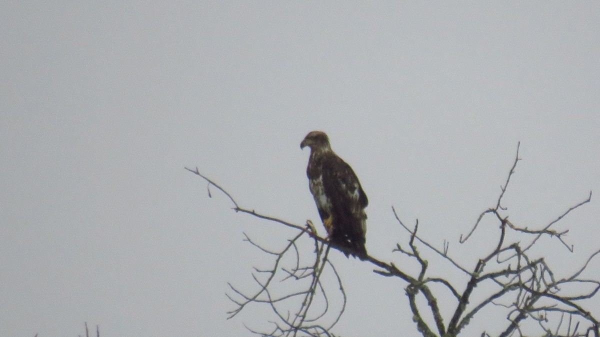 Bald Eagle - ML619740168