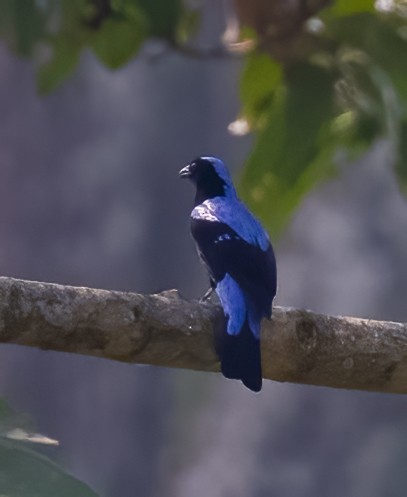 Asian Fairy-bluebird - ML619740186