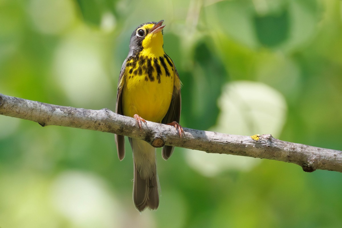 Canada Warbler - ML619740188