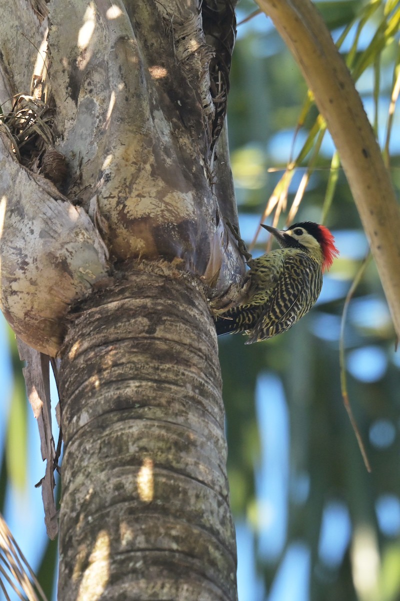 Green-barred Woodpecker - ML619740200