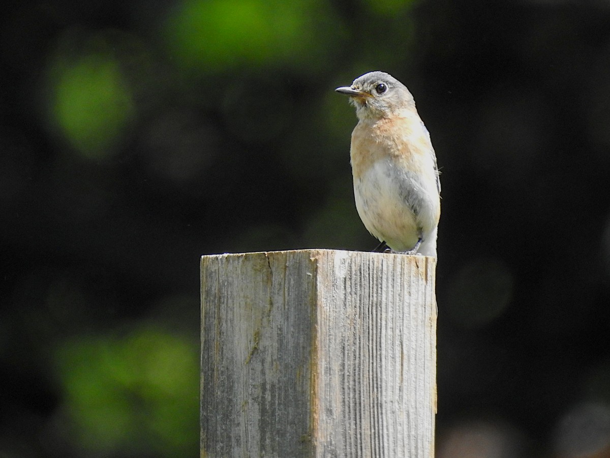 Eastern Bluebird - ML619740230