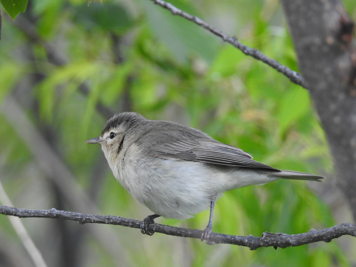 Ötücü Vireo - ML619740232