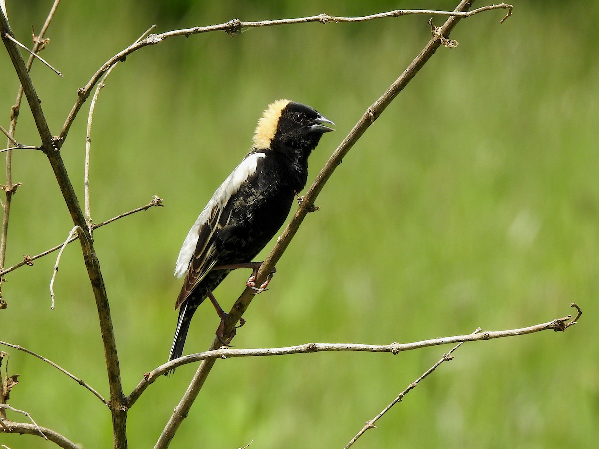 bobolink americký - ML619740236