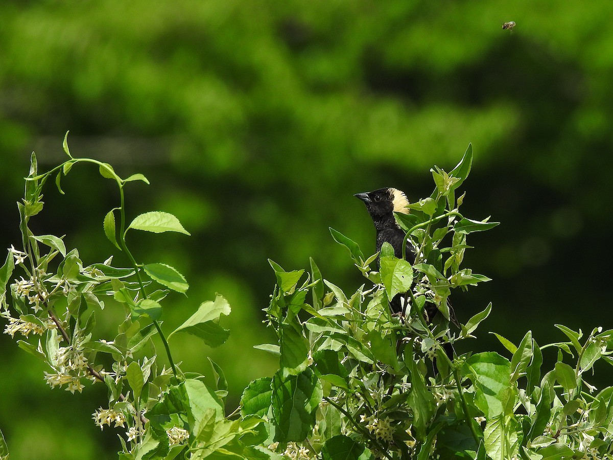 bobolink americký - ML619740237