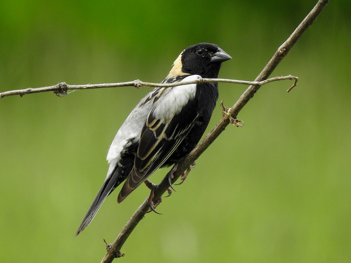 bobolink americký - ML619740239