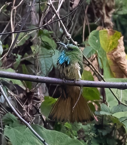 Blue-bearded Bee-eater - ML619740248