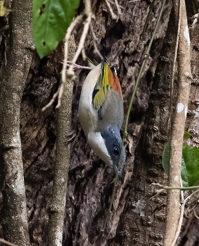 White-browed Shrike-Babbler (Chestnut-winged) - ML619740258