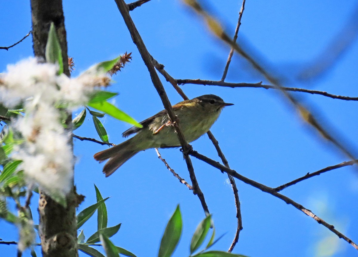 Iberian Chiffchaff - ML619740261