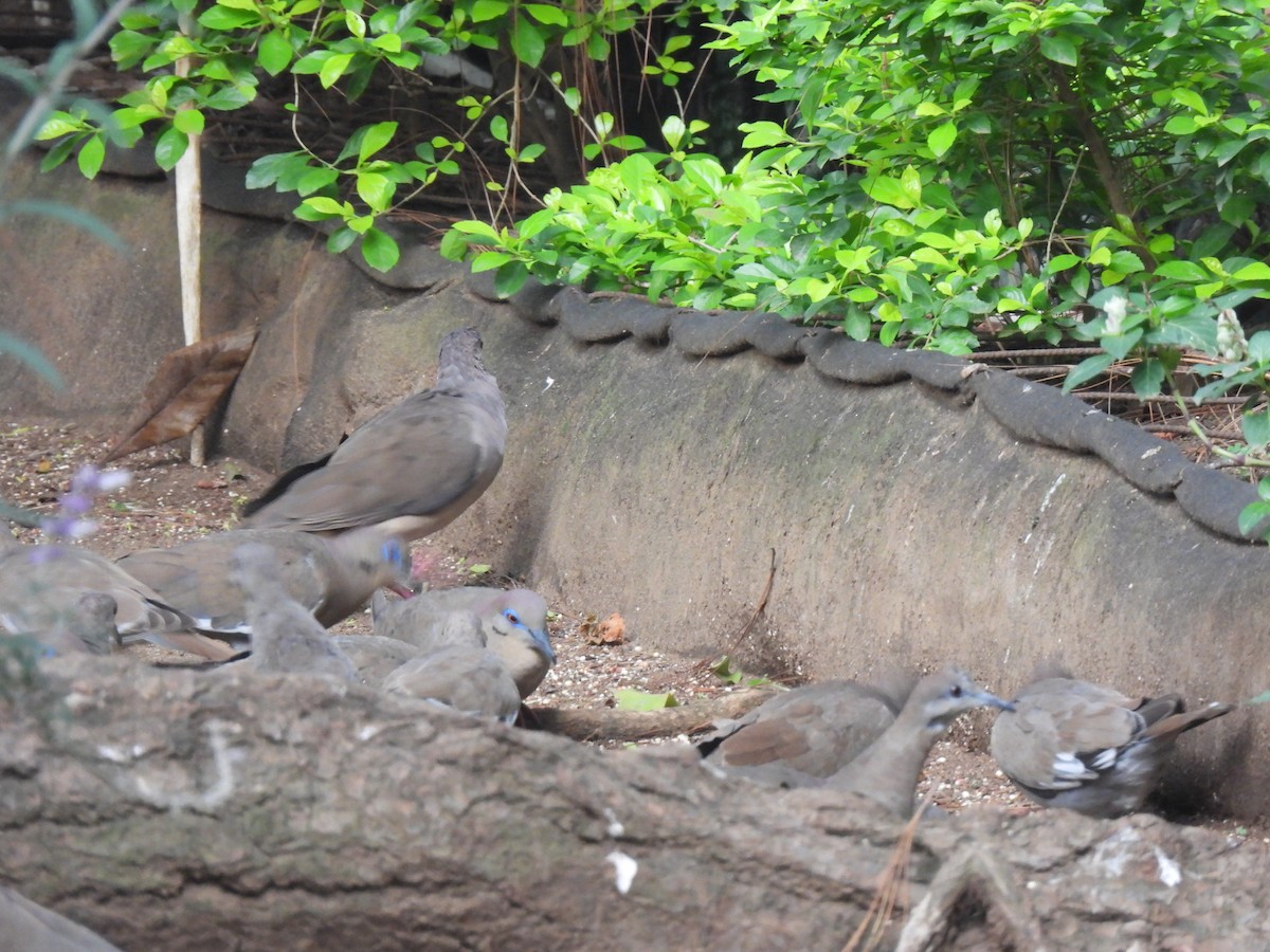 White-winged Dove - ML619740309