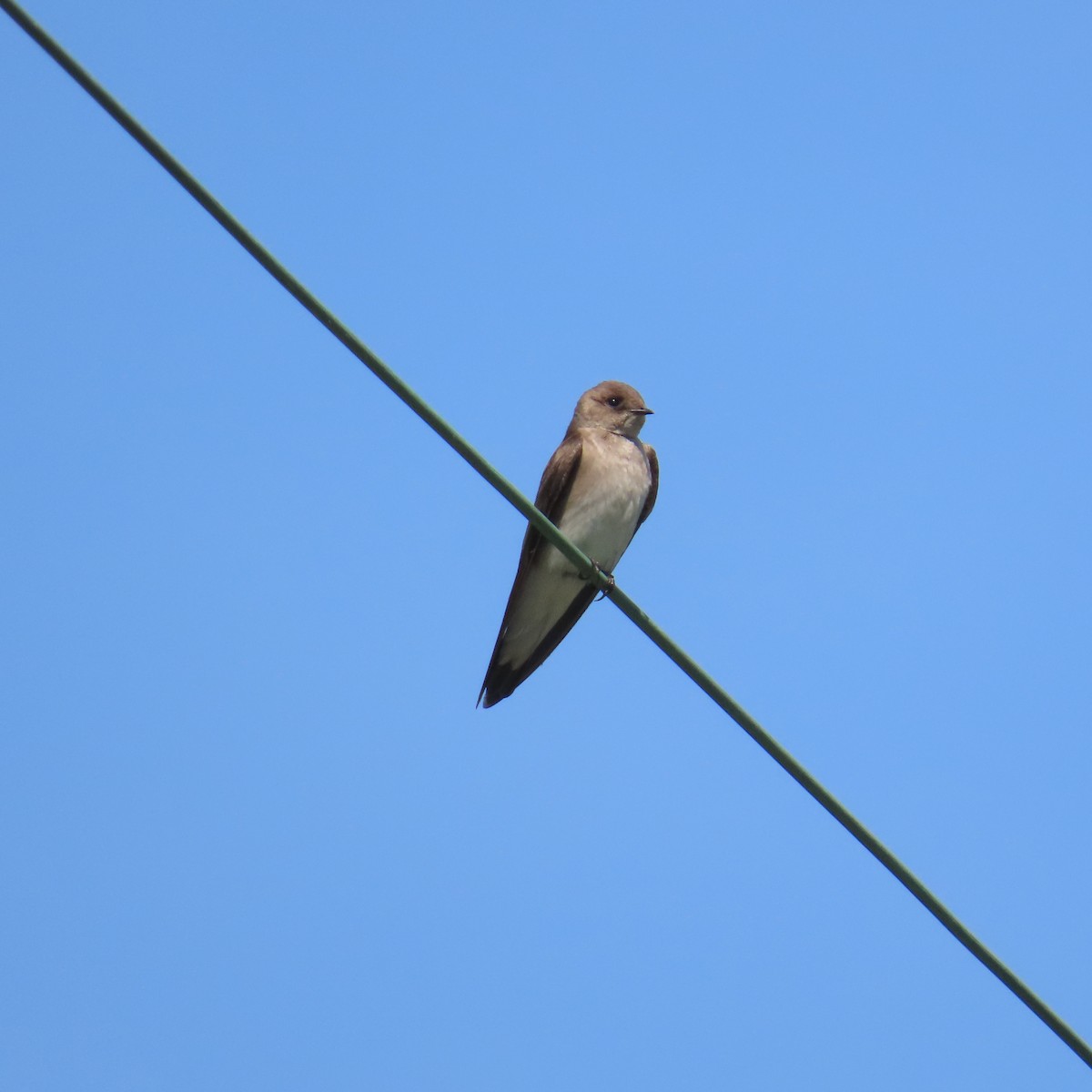 Northern Rough-winged Swallow - ML619740315