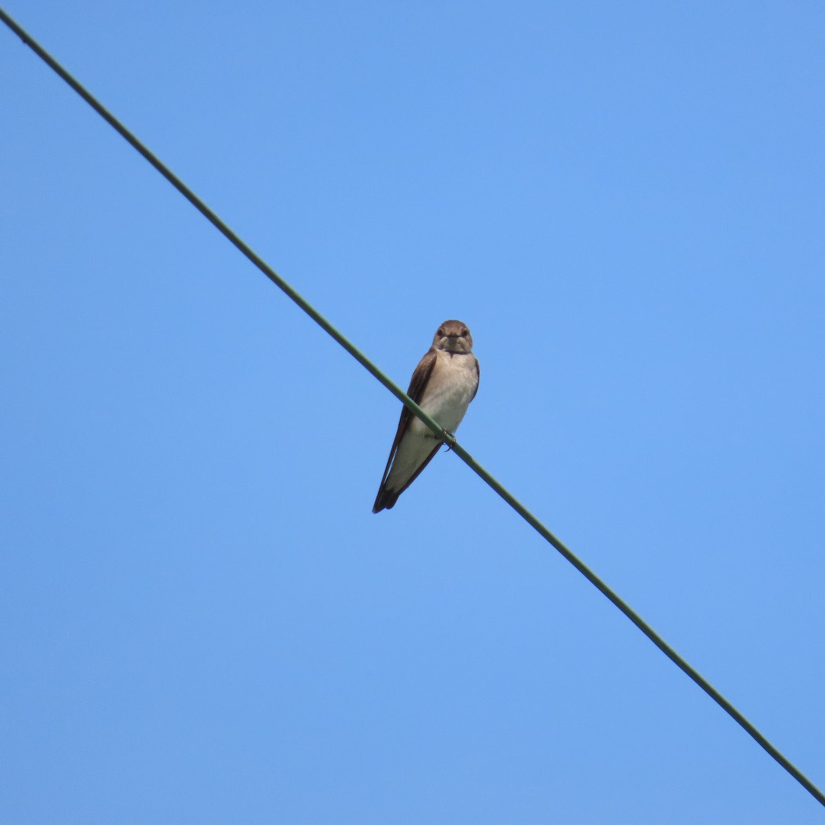 Northern Rough-winged Swallow - ML619740320