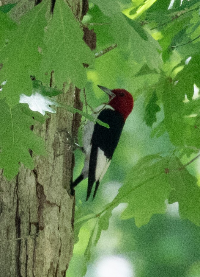 Red-headed Woodpecker - ML619740371