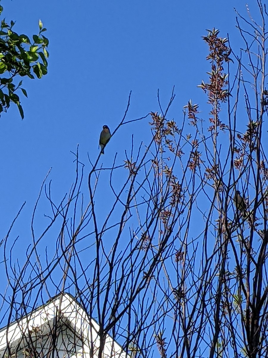 Cedar Waxwing - ML619740372