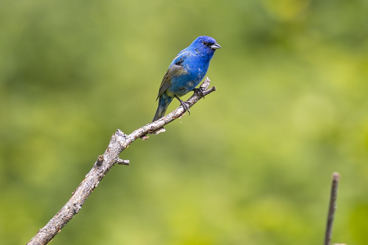 Indigo Bunting - ML619740390