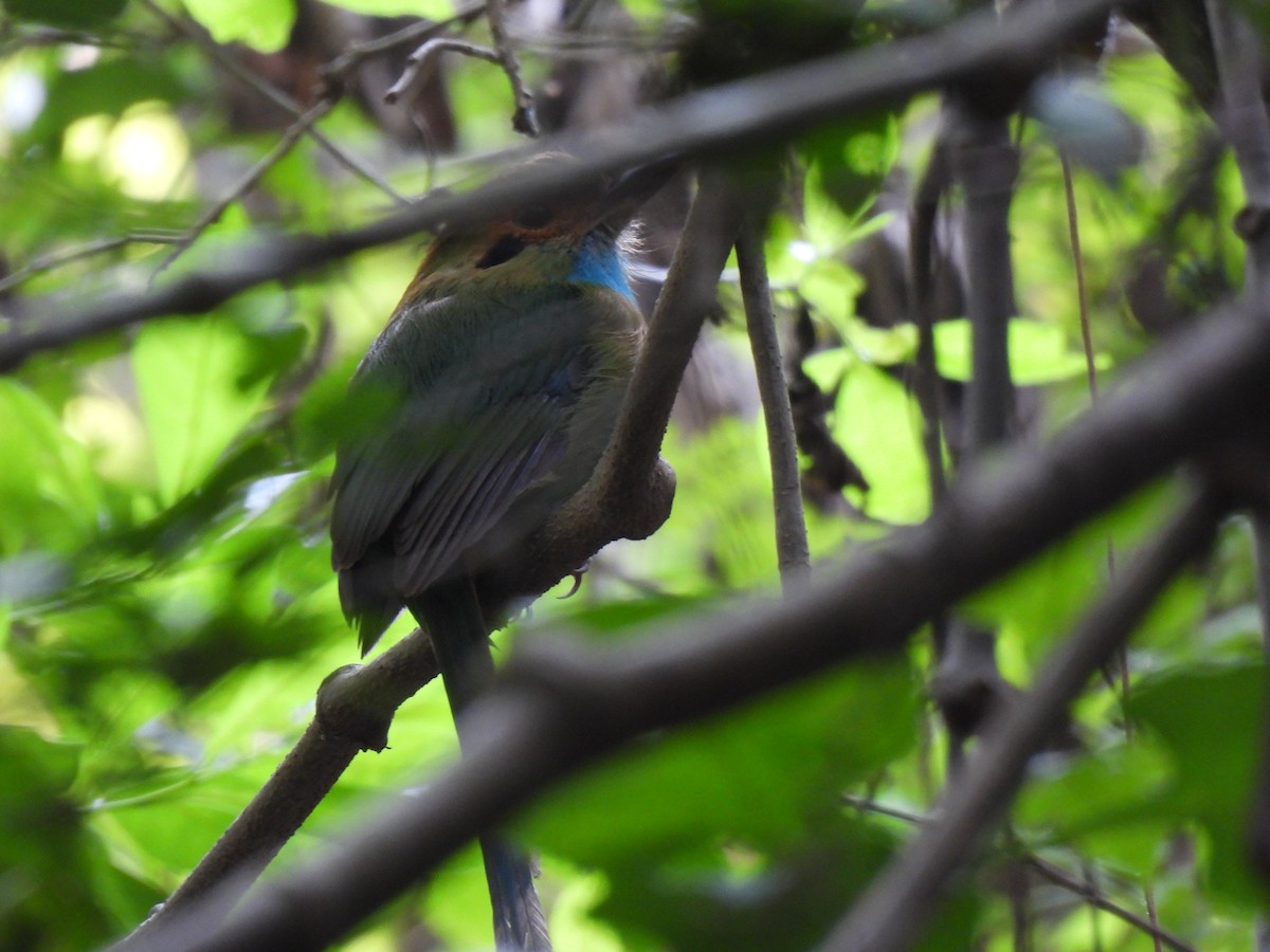 Motmot à gorge bleue - ML619740391