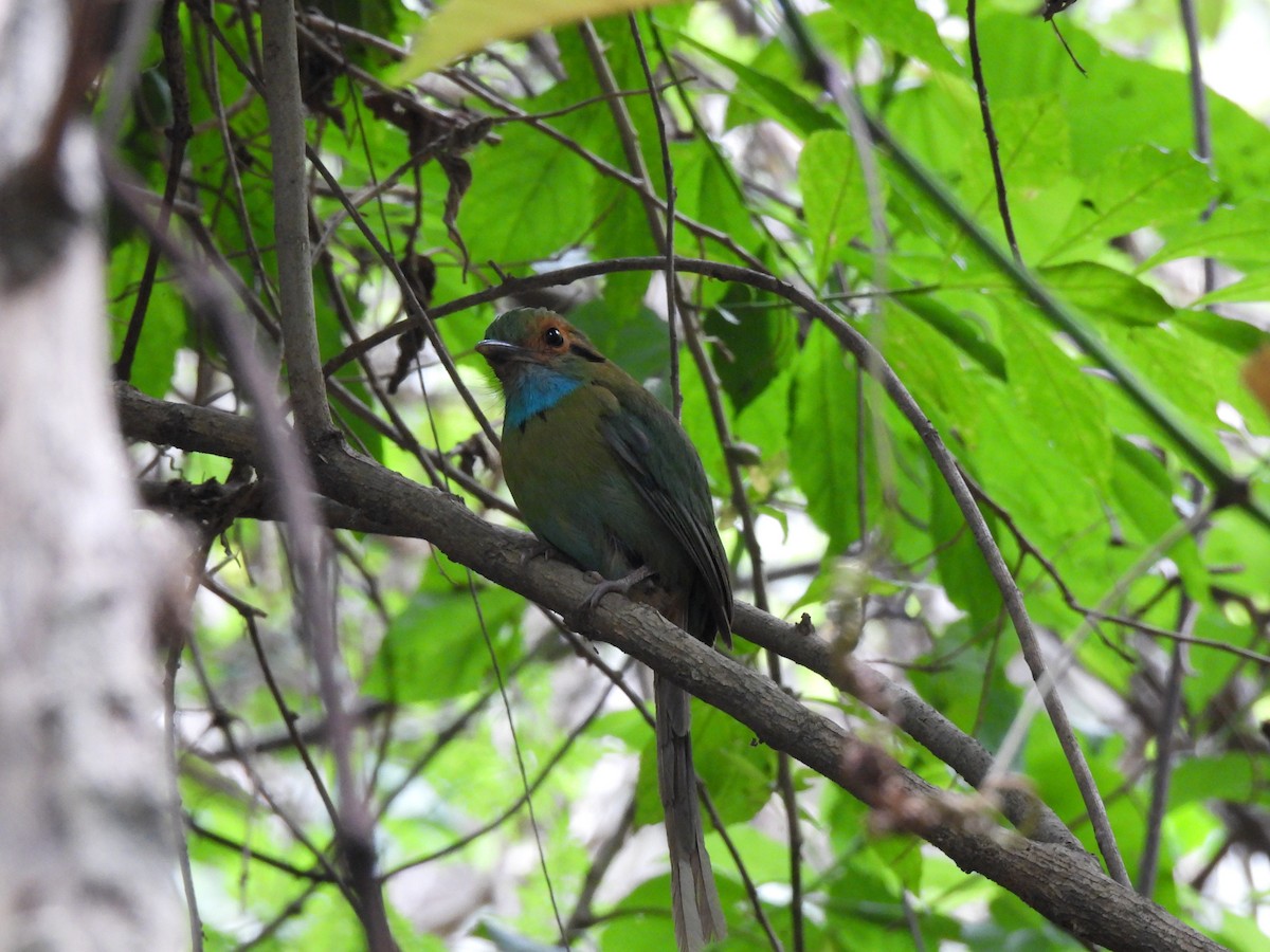 Motmot à gorge bleue - ML619740405