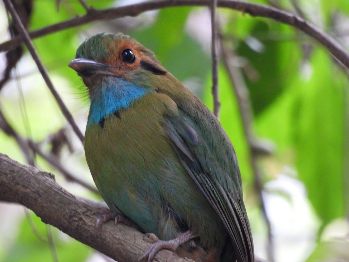 blåstrupemotmot - ML619740407