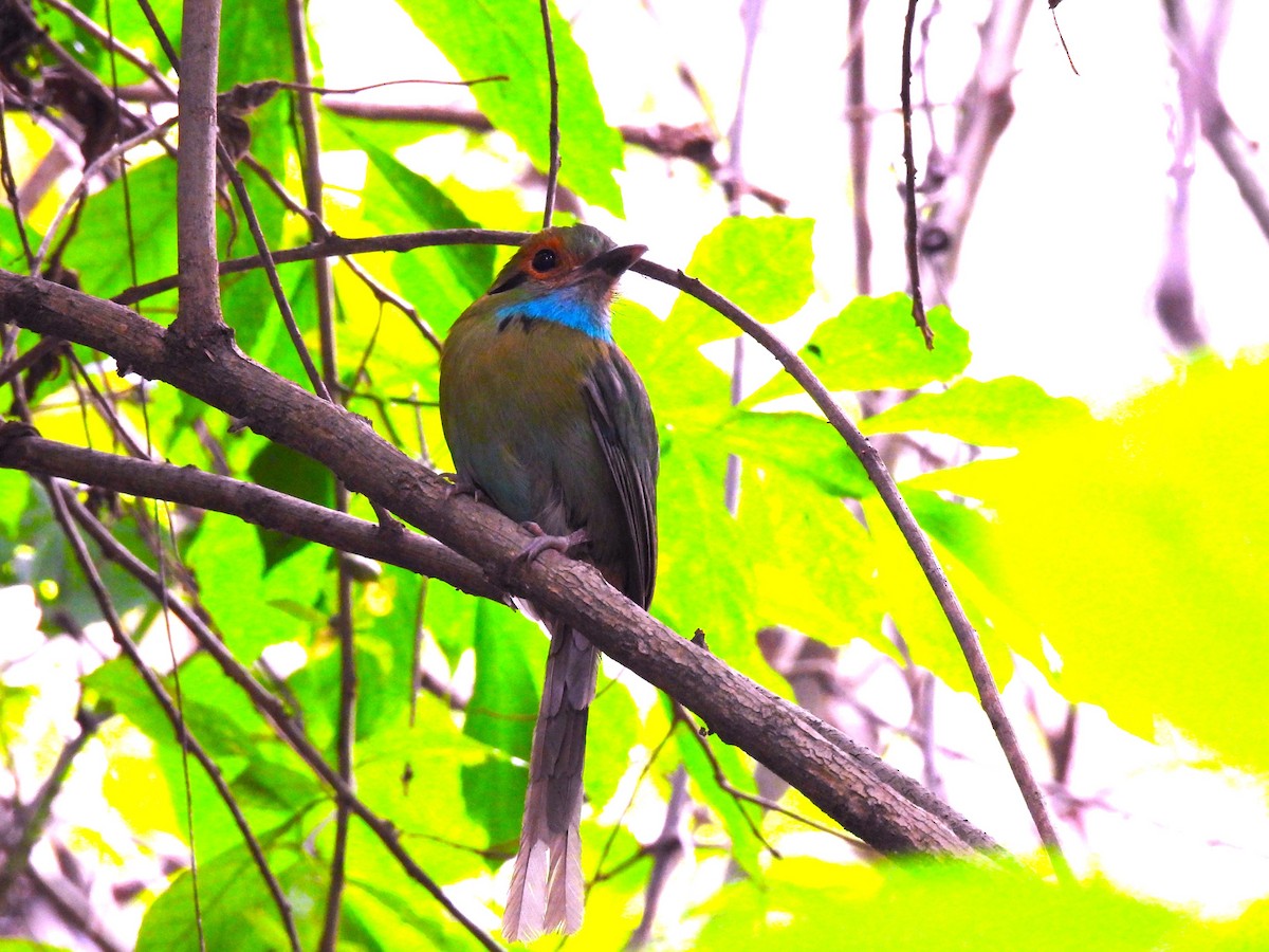 Motmot à gorge bleue - ML619740431