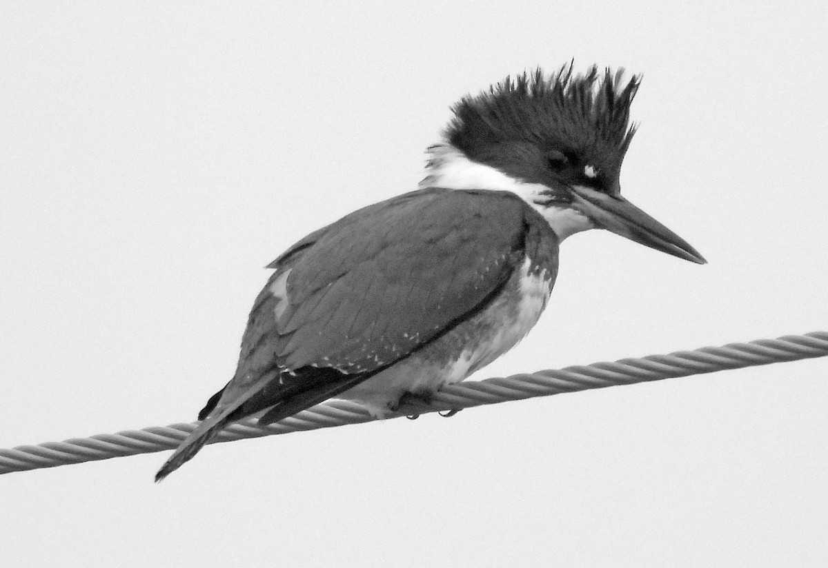 Belted Kingfisher - ML619740437
