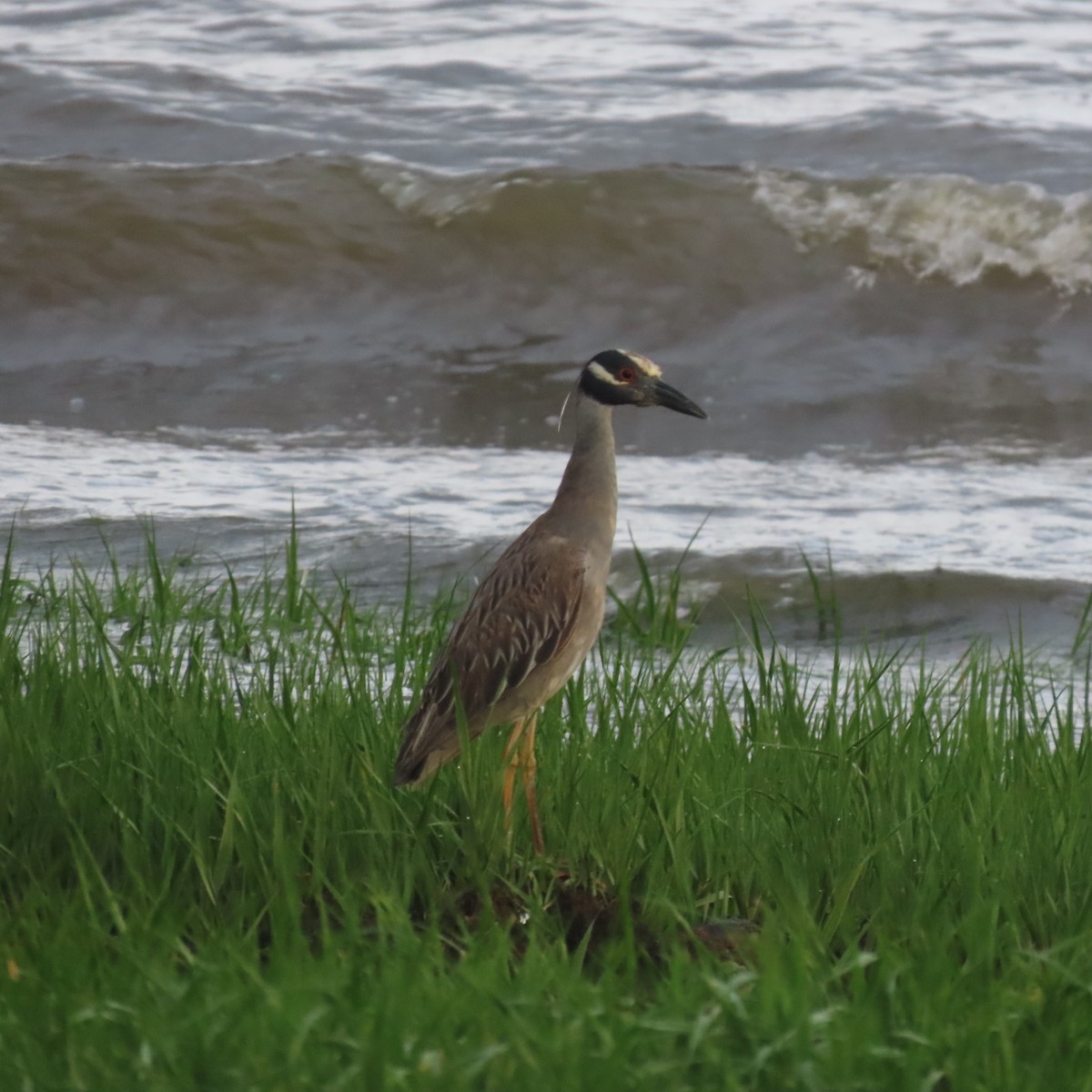 Yellow-crowned Night Heron - ML619740439