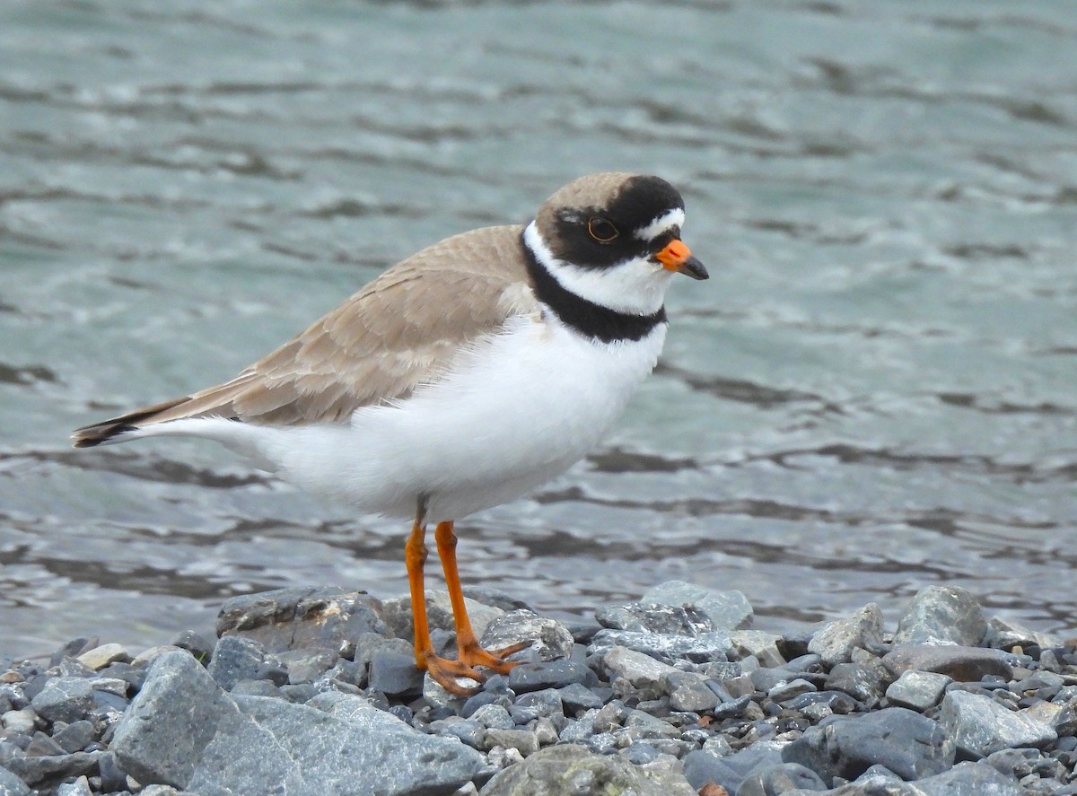 Semipalmated Plover - ML619740461